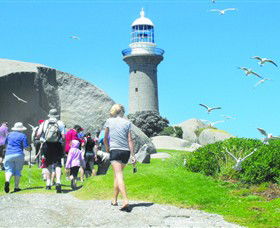 Montague Island Nature Reserve - Accommodation NT 3
