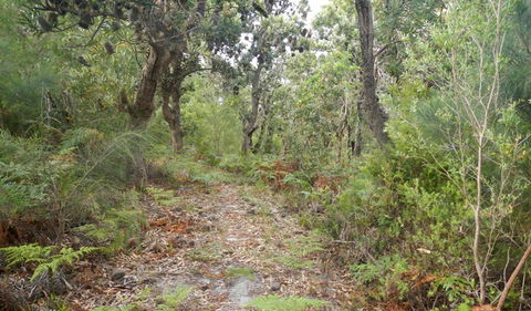 Kinchela Trig Lookout Walk - Accommodation NT 0