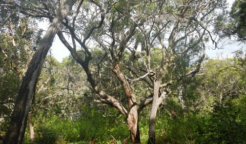 Kinchela Trig Lookout Walk - Accommodation NT 2