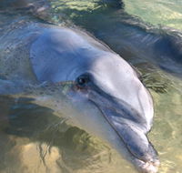 Dolphins of Monkey Mia - Accommodation NT