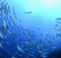 Cape Byron Marine Park - Accommodation NT