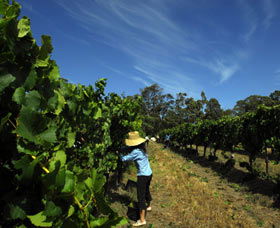 Cullen Wines - Accommodation NT 1