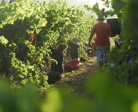 Cullen Wines - Accommodation NT 2