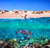 Snorkel the Ningaloo Reef - Accommodation NT