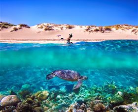 Snorkel The Ningaloo Reef - NT Tourism 0