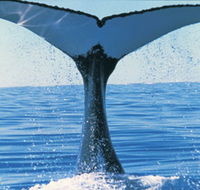 Humpback Whales - Accommodation NT