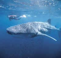 Swim with the Whale Sharks - Accommodation NT