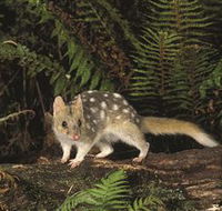 Tarkine Forest Reserve - Accommodation NT