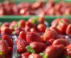 Turners Beach Berry Patch - Accommodation NT 0