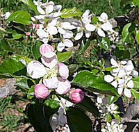 Avro Park Orchards - Accommodation NT