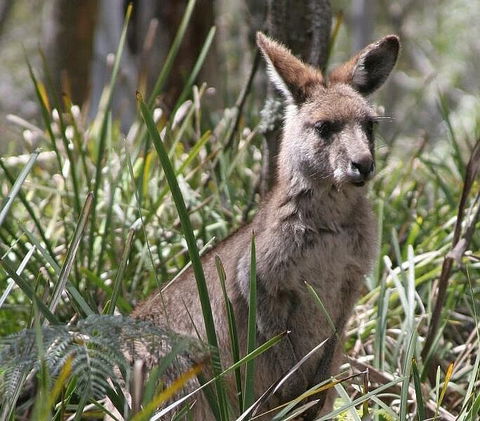 Blue Mountains Guides - Accommodation NT 0
