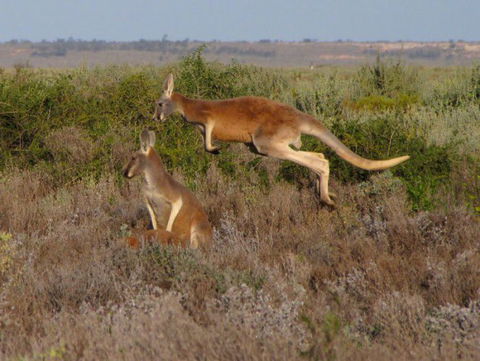 Echidna Walkabout Nature Tours - Accommodation NT 14