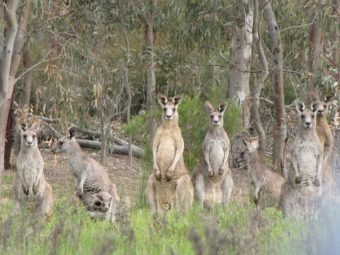 Echidna Walkabout Nature Tours - Accommodation NT 15