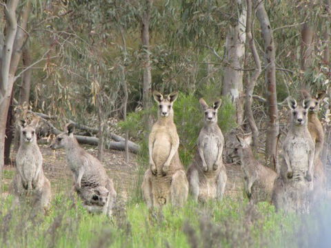 Echidna Walkabout Nature Tours - Accommodation NT 16
