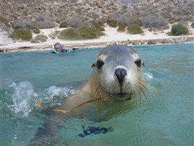 Calypso Star Charters - Accommodation NT 1
