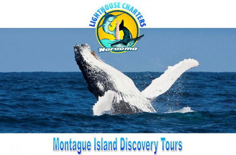 Lighthouse Charters Narooma - Accommodation NT 0