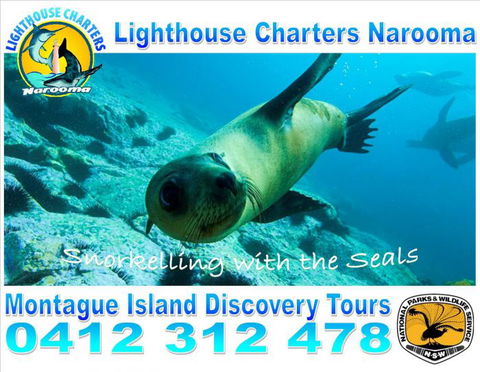 Lighthouse Charters Narooma - Accommodation NT 11