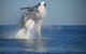 Absolute Ocean Charters - thumb 12