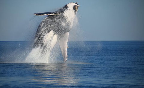Absolute Ocean Charters - Accommodation NT 12