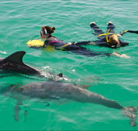 Rockingham Wild Encounters - Swim with Wild Dolphins - Accommodation NT