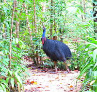 Daintree Safaris - Accommodation NT