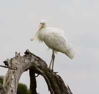 Melbourne Birding Tours - Accommodation NT
