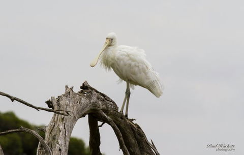 Melbourne Birding Tours - Accommodation NT 6