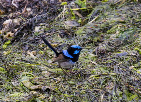 Melbourne Birding Tours - Accommodation NT 7
