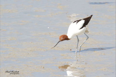 Melbourne Birding Tours - Accommodation NT 14