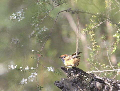 Melbourne Birding Tours - Accommodation NT 15
