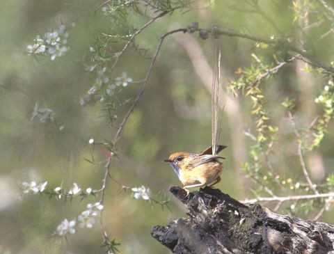 Melbourne Birding Tours - Accommodation NT 16