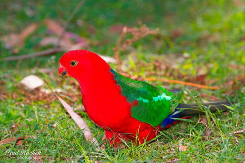 Melbourne Birding Tours - Accommodation NT 20