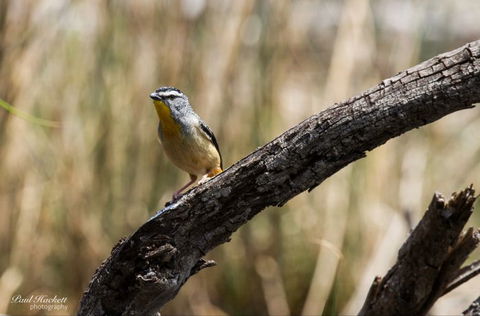 Melbourne Birding Tours - Accommodation NT 22