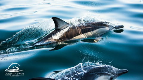 Dolphin Swim Australia - Accommodation NT 1