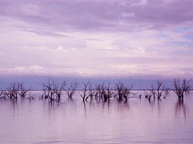 Tri State Safaris - Accommodation NT 9