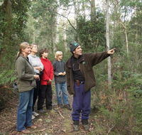 Great Western Tiers Forest Walks Tasmania - Accommodation NT