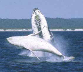 Reel Time Charters Yamba - Accommodation NT 3