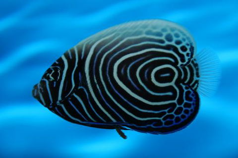 River To Reef Aquarium - Accommodation NT 2