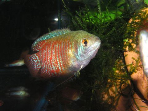 River To Reef Aquarium - Accommodation NT 4