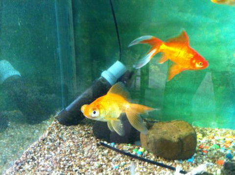 Hurley’s Aquariums - Accommodation NT 2
