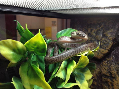 Pets Wonderland - Accommodation NT 3
