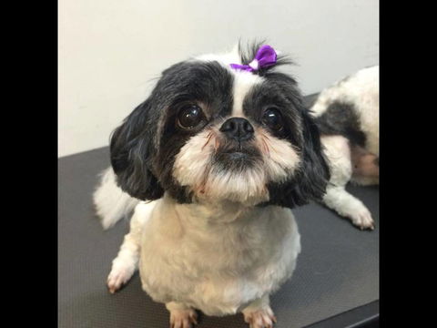 Pets Wonderland - Accommodation NT 4