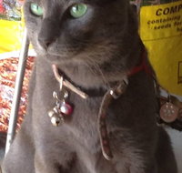 Pets and Saddles - Accommodation NT
