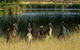 Canberra - The National Capital | Full Day Private Tour | Departs From Sydney - thumb 0
