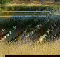 Canberra - The National Capital  Full Day Private Tour  Departs from Sydney - Accommodation NT