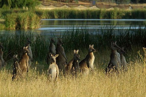 Canberra - The National Capital | Full Day Private Tour | Departs From Sydney - Accommodation NT 0