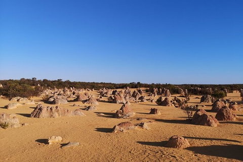 Pinnacles Day Trip From Perth Including Yanchep National Park - Accommodation NT 6