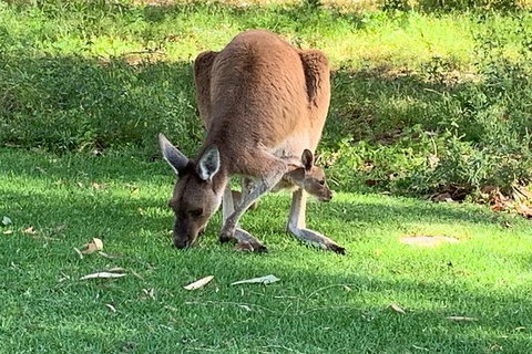 Pinnacles Day Trip From Perth Including Yanchep National Park - Accommodation NT 5