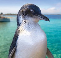 Full-Day Penguin Island  Fremantle Town - Accommodation NT