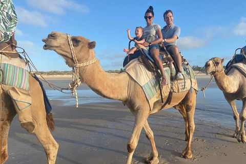 1 Hour Broome Sunset Camel Tour - Accommodation NT 4